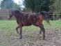 poulain-K-entier-1