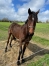 Vend-ou-loue-(-voir-conditions)-k-2ans-debourree-remis-au-pre-0