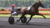 Offre-Saillies-contre-50-pour-cent-prime-eleveur-0