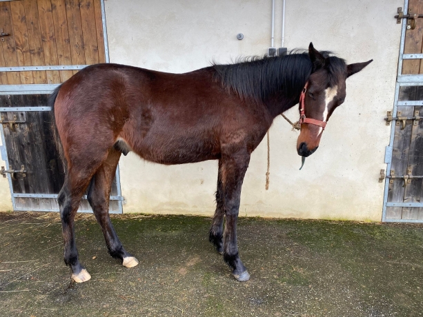 Frere-de-EASY-MAZA-(200k)-0
