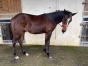 Frere-de-EASY-MAZA-(200k)-0