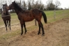 yearling-par-tiego-d---etang-2