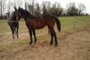 yearling-par-tiego-d---etang-1