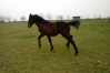 yearling-par-tiego-d---etang-0