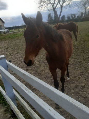 Poulain-par-uniclove
