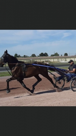Debourrage-et-pre-entrainement
