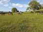 Pension-elevage-dans-le-pays-d---Auge-1