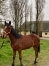 L-par-Prince-Gede-2