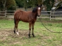 L-par-Prince-Gede-1