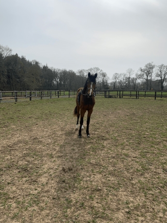 POULAIN-MALE-K-1