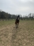 POULAIN-MALE-K-1