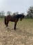 POULAIN-MALE-K-0