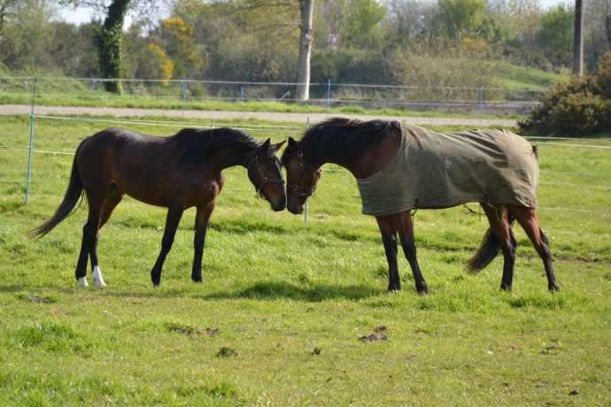 Pensions-chevaux-1