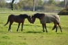 Pensions-chevaux-1