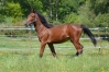 Pensions-chevaux-0
