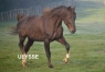 Arrangement-Saillie-gratuite-Ulysse--monte-dans-le-Grand-Est-2
