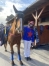 Recherche-chevaux-de-courses-0