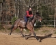 cheval-trotteur-0