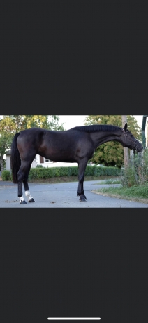 Cherche-jument-trotteuse-0