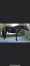 Cherche-jument-trotteuse-0