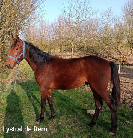 L-par-Cristal-Money