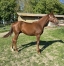 Male-L-par-ALTO-DE-VIETTE-(READY-CASH)-ne-en-fevrier-2021-1