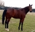 Vends-trotteuse--quot;mere-porteuse-quot;-0