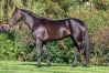 Propose-FOAL-SHARING-de-IDEAL-LIGNERIES-sur-pouliniere-categorisee-0