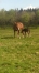 Recherche-poulinieres-location-0