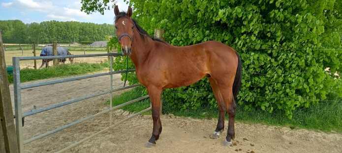 Vends--quot;JUST-DES-ANDIERS-quot;-Qualifie-1-quot;18-quot;9-inedit-