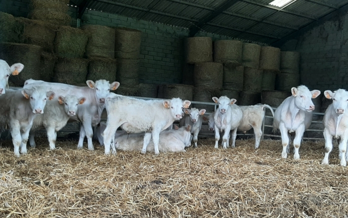 Soigneur-bovins-Charolais-sur-Haras-de-Trotteurs-0