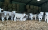 Soigneur-bovins-Charolais-sur-Haras-de-Trotteurs-0