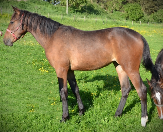 Vends-Femelle-L-par-Quaker-Jet