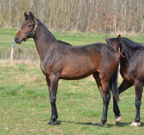 vends-pouliche-L-par-Orlando-vici