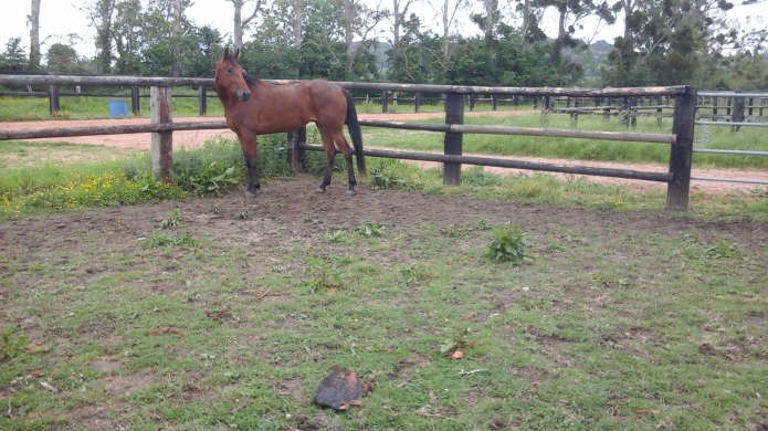 Pouliche-J-qualifiee-0