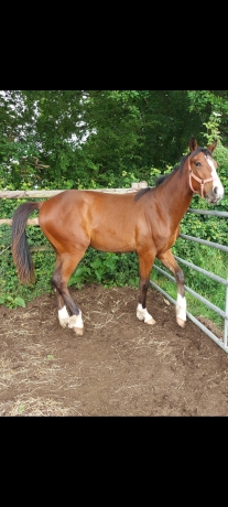 Vends-25--