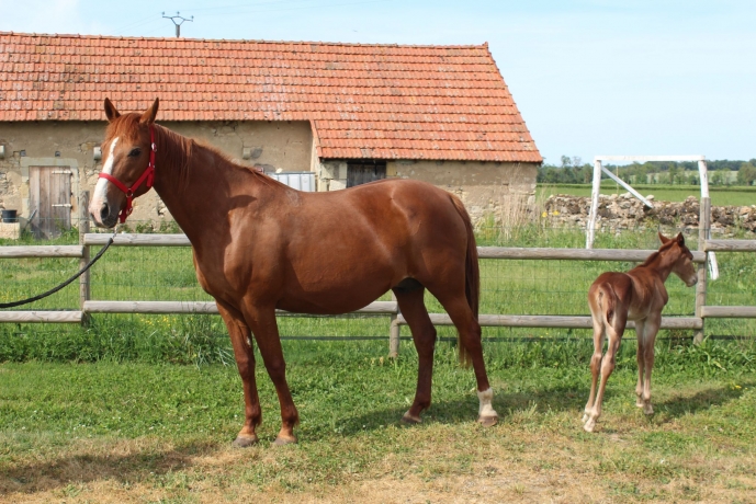 VENDS-POULINIERE-BIANCA-DE-NAPPES-SUITEE