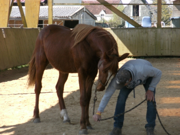Re-education-comportementale--debourrages-compliques--chevaux-craintifs