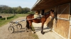 Re-education-comportementale--debourrages-compliques--chevaux-craintifs-1