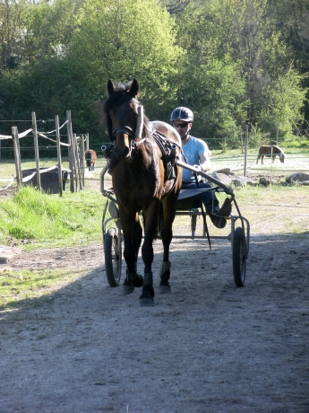 Re-education-comportementale--debourrages-compliques--chevaux-craintifs-0