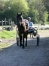 Re-education-comportementale--debourrages-compliques--chevaux-craintifs-0