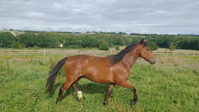 Vends-Male-K-frere-de-GIBUS-DARCHE
