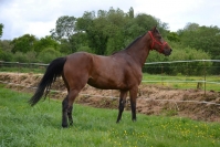 Pension-pour-chevaux