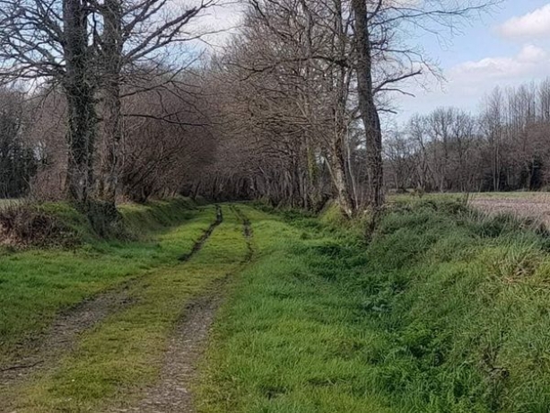 Pension-pour-chevaux-0