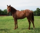 Yearling-famille-Caprice-du-Lupin-et-Hasard-0