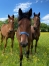 7-yearlings-Boccador--Golden--Eridan--Enino--Cash--Drole-et-Repeat-0