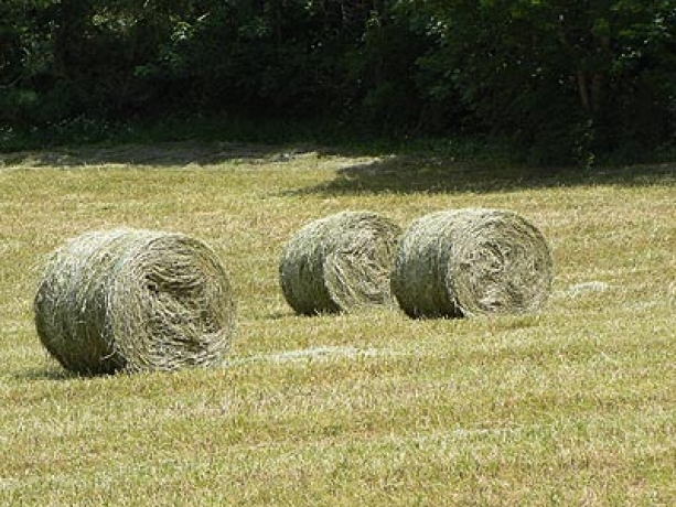 Foin-2022-ray-gras-trefle-