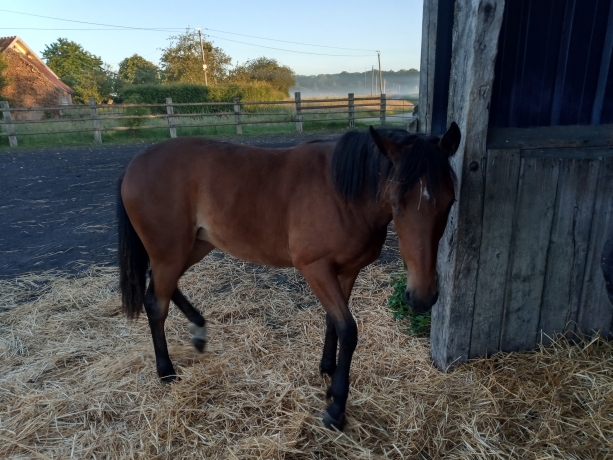 Yearling-express-jet-0