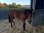 Yearling-express-jet-0