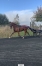Debourrage-et-pre-entrainement-1